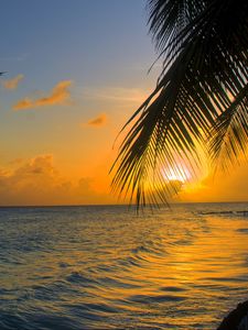 Preview wallpaper ocean, sunset, palm, beach, barbados