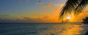 Preview wallpaper ocean, sunset, palm, beach, barbados