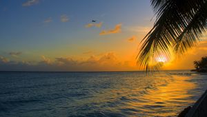 Preview wallpaper ocean, sunset, palm, beach, barbados