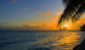 Preview wallpaper ocean, sunset, palm, beach, barbados