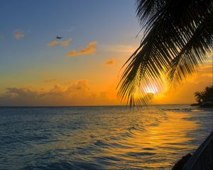 Preview wallpaper ocean, sunset, palm, beach, barbados