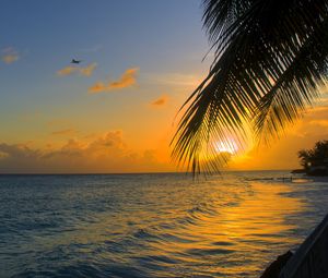 Preview wallpaper ocean, sunset, palm, beach, barbados