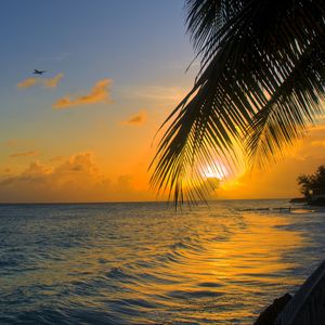 Preview wallpaper ocean, sunset, palm, beach, barbados