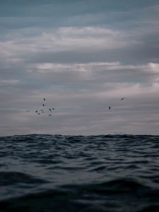Preview wallpaper ocean, waves, water, birds