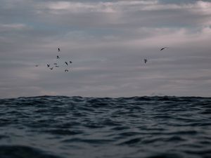 Preview wallpaper ocean, waves, water, birds
