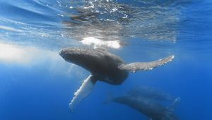 Preview wallpaper ocean, whale, depth, swim, underwater