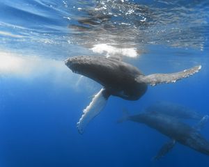 Preview wallpaper ocean, whale, depth, swim, underwater