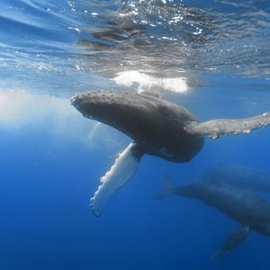 Preview wallpaper ocean, whale, depth, swim, underwater