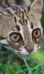 Preview wallpaper ocelot, wild cat, leopard, muzzle, grass