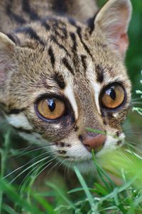 Preview wallpaper ocelot, wild cat, leopard, muzzle, grass