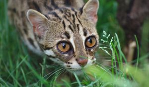 Preview wallpaper ocelot, wild cat, leopard, muzzle, grass