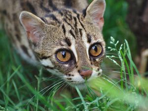 Preview wallpaper ocelot, wild cat, leopard, muzzle, grass