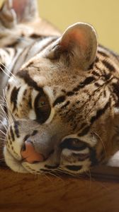 Preview wallpaper ocelot, wild cat, predator, face, cat