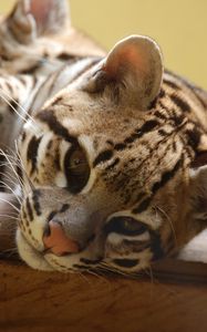 Preview wallpaper ocelot, wild cat, predator, face, cat