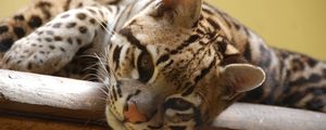 Preview wallpaper ocelot, wild cat, predator, face, cat