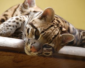 Preview wallpaper ocelot, wild cat, predator, face, cat