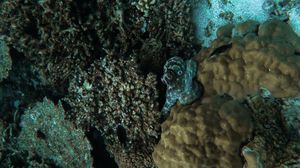 Preview wallpaper octopus, corals, algae, underwater world