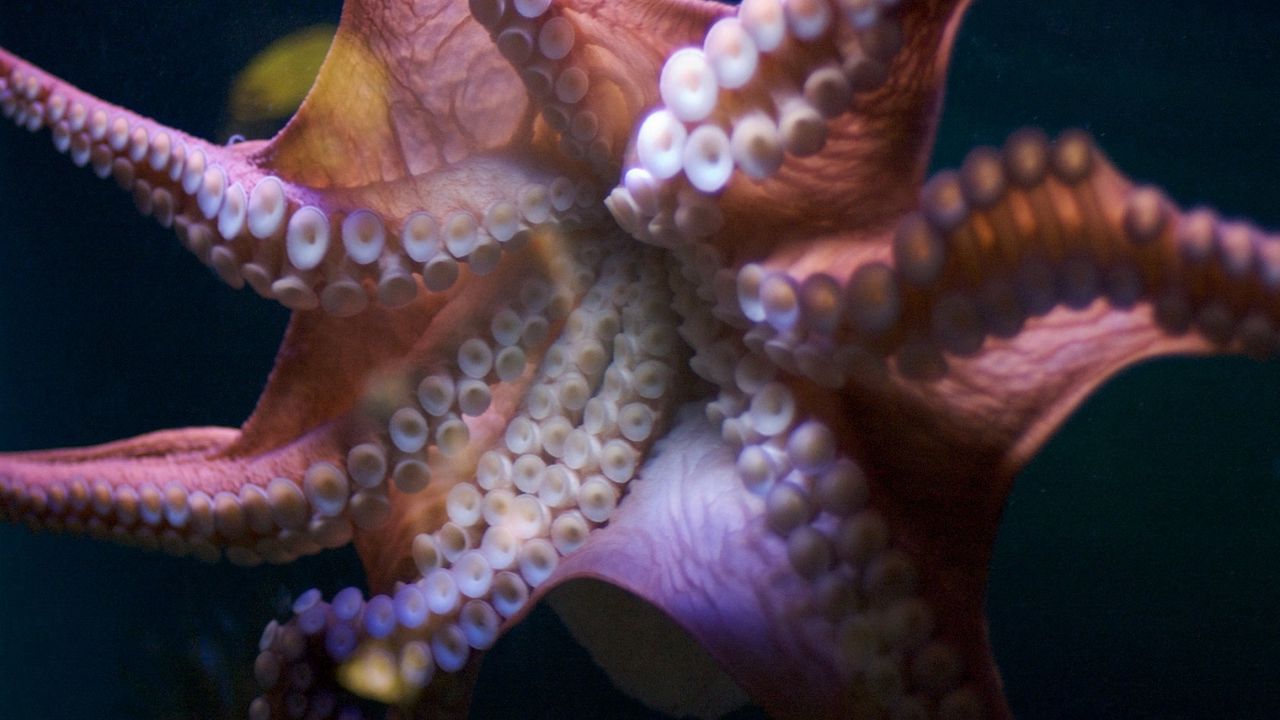 Wallpaper octopus, suckers, tentacles