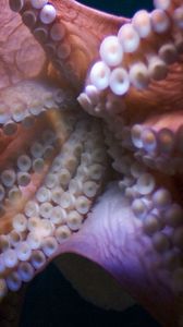 Preview wallpaper octopus, suckers, tentacles
