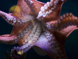 Preview wallpaper octopus, suckers, tentacles