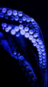 Preview wallpaper octopus, tentacles, close-up, blue, dark