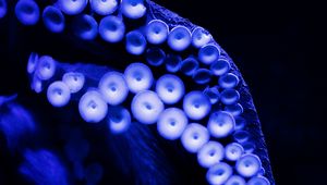 Preview wallpaper octopus, tentacles, close-up, blue, dark