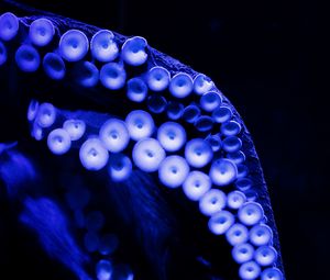 Preview wallpaper octopus, tentacles, close-up, blue, dark