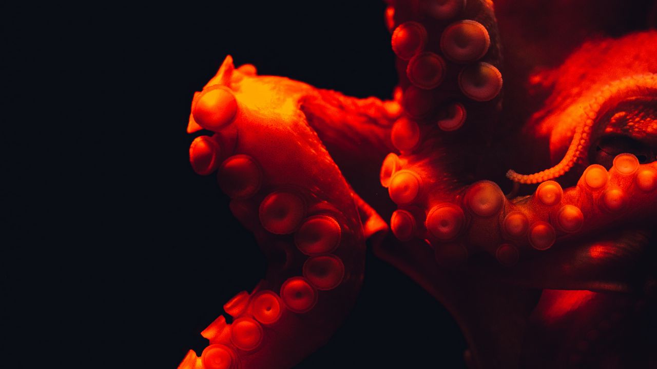 Wallpaper octopus, tentacles, red, underwater world
