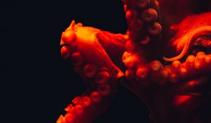 Preview wallpaper octopus, tentacles, red, underwater world