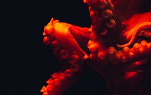 Preview wallpaper octopus, tentacles, red, underwater world