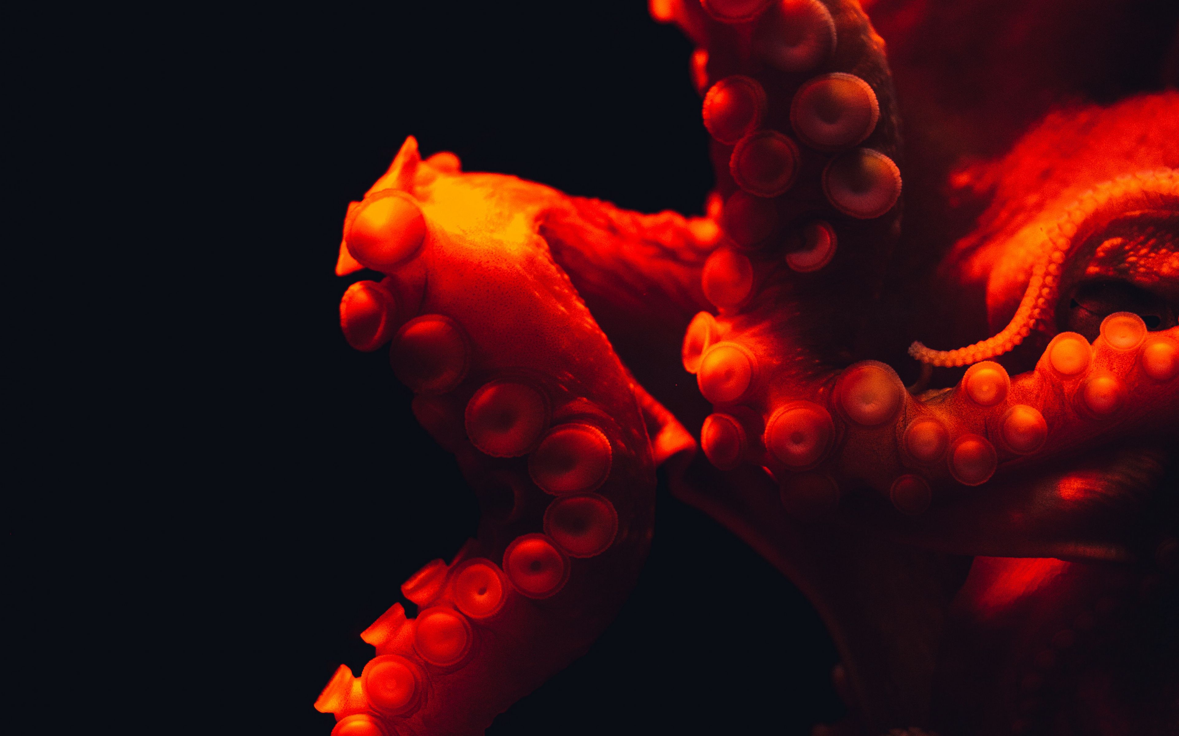 Download wallpaper 3840x2400 octopus, tentacles, red, underwater world ...