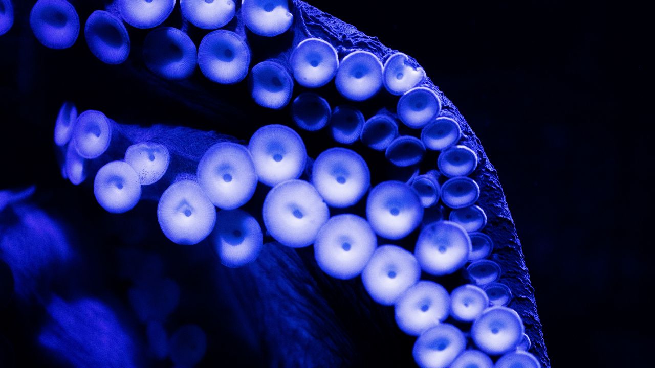 Wallpaper octopus, tentacles, close-up, blue, dark hd, picture, image