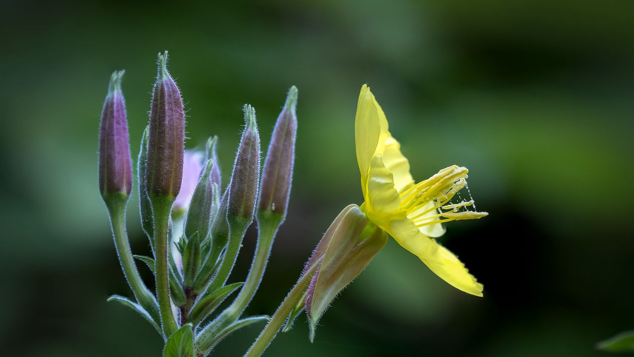 Wallpaper oenothera, flower, yellow, blur