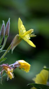 Preview wallpaper oenothera, flower, yellow, blur