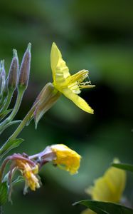 Preview wallpaper oenothera, flower, yellow, blur