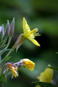 Preview wallpaper oenothera, flower, yellow, blur