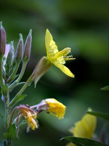 Preview wallpaper oenothera, flower, yellow, blur