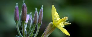 Preview wallpaper oenothera, flower, yellow, blur