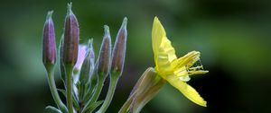 Preview wallpaper oenothera, flower, yellow, blur