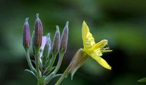 Preview wallpaper oenothera, flower, yellow, blur