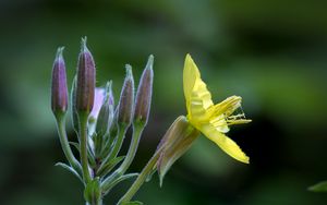 Preview wallpaper oenothera, flower, yellow, blur