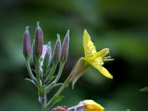 Preview wallpaper oenothera, flower, yellow, blur