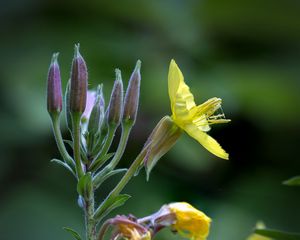 Preview wallpaper oenothera, flower, yellow, blur