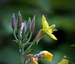 Preview wallpaper oenothera, flower, yellow, blur