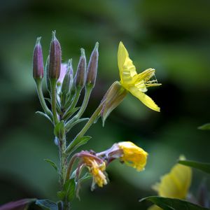 Preview wallpaper oenothera, flower, yellow, blur