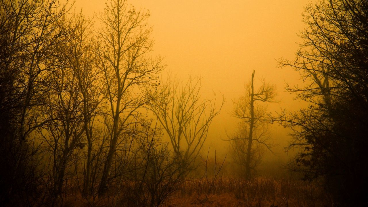 Wallpaper og, wood, trees, naked, autumn, orange