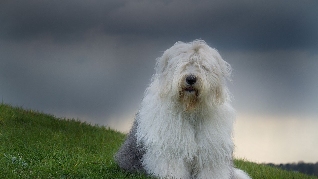 Wallpaper old english sheepdog, bobtail, nature, grass, dog