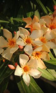 Preview wallpaper oleander, flowers, leaves, sharpness