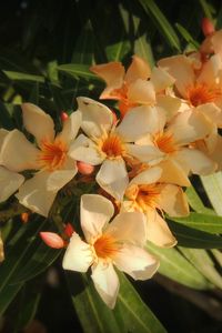 Preview wallpaper oleander, flowers, leaves, sharpness