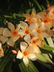 Preview wallpaper oleander, flowers, leaves, sharpness